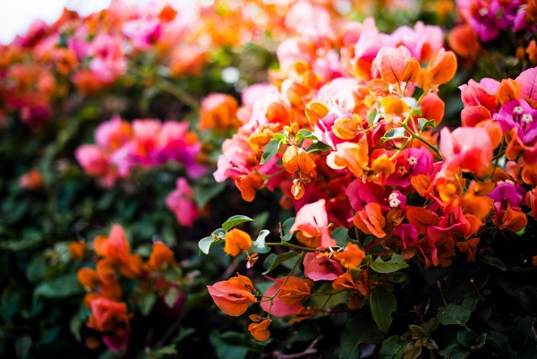 BlogTourCali-2014-bougainvillea_(600x401)