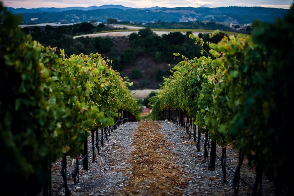 BlogTouCali-2014-Vineyard_Caliza_(600x401)