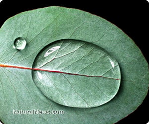 Water Droplet Leaf Eucalyptus