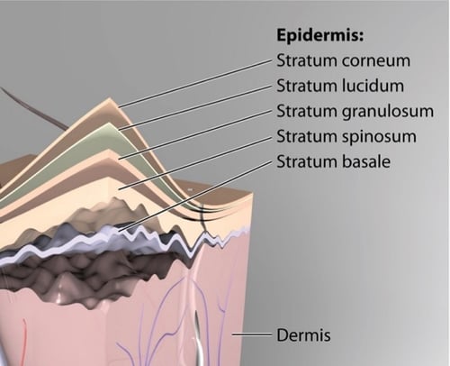 Empowering Skin’s Natural Defenses