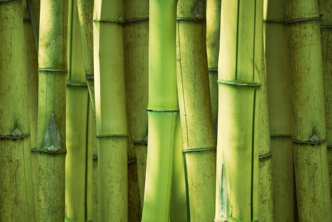 Steam showers help bend bamboo!