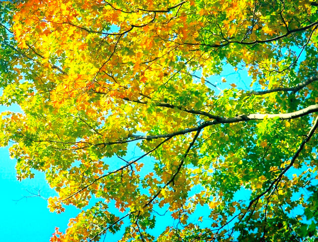 Maple trees turning color autumn by Aplaster