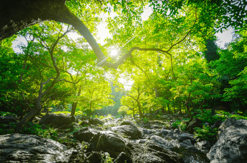 What do Green, Steam and the New Year Have in Common?