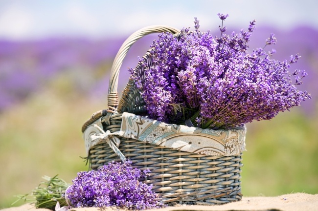 Lavendar evokes the beauty of spring blossoms