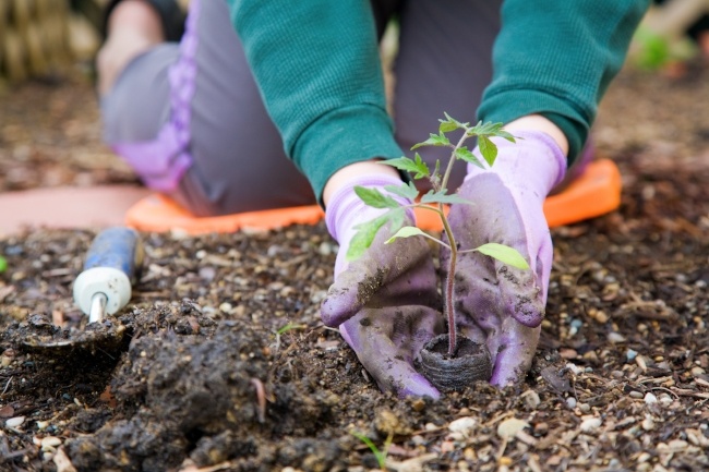 The scent of fresh plantings in spring The scent of fresh plantings in spring