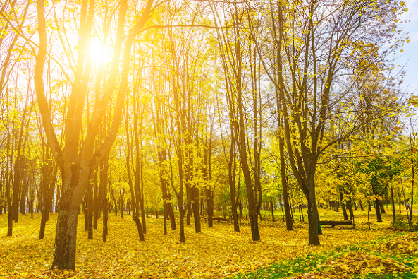 Are you ready to bask in yellow ChromaTherapy and steam?